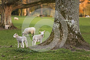 Spring Lambs Baby Sheep in A Field