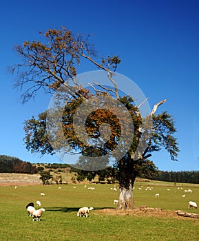 Spring lambs in countryside