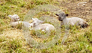 Spring Lambs In Field