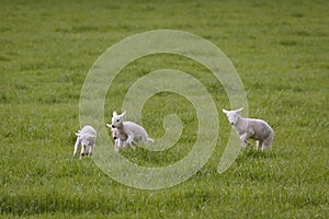 Spring Lambs Playing in a Field