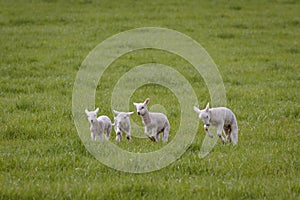 Spring Lambs Playing in a Field