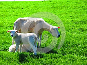 Spring lambs and sheep on grass cover