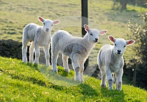Spring lambs photo