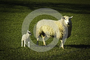 Spring lamp with ewe green grass