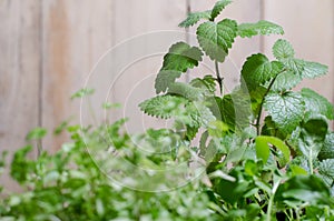 Spring landing. Various greens - lemon balm, rucolla, parsley, basil, grown from seeds in boxes at home on a windowsill. Concept