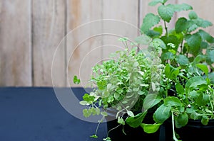 Spring landing. Various greens - lemon balm, rucolla, parsley, basil, grown from seeds in boxes at home on a windowsill. Concept