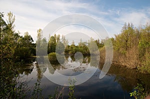 Spring landscape