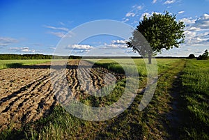 Spring landscape