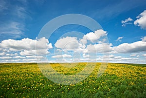 Spring landscape