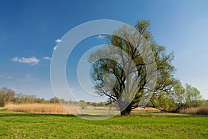 Spring landscape