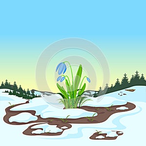 Spring landscape with melting snow and snowdrops