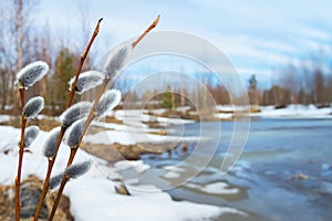 Spring Landscape