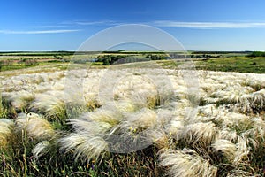 Spring landscape.