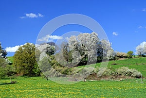 Spring landscape