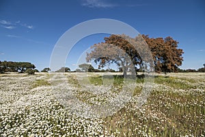 Spring landscape in Alentejo