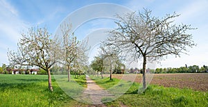 spring landscape alley blooming apple trees at the outskirts of Vaterstetten, bavaria