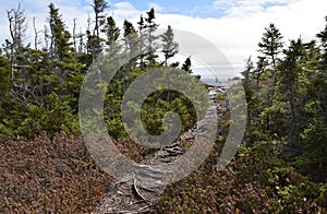 Spring landscape along the Father Troy`s Trail in Newfoundland Canada, near Flatrock