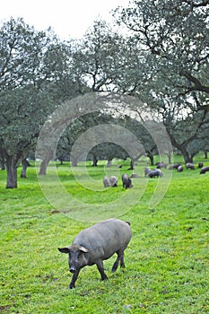 Iberian pigs feeding on acorns near the village of Cumbres Mayores, Huelva province, Spain photo