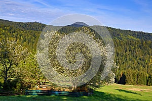 Spring landscape around the Hill Arber, Bohemian Forest (Å umava), Germany