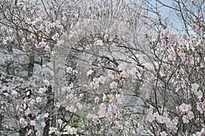 Spring Landscape Background with Mount Nantai view from Kegon Falls in Nikko National Park Japan