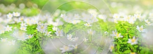 Spring landscape, banner, panorama - view of the anemone nemorosa with selective focus in the spring forest