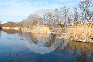 Spring landscape, baretrees an yellow reeds reflected in the river.