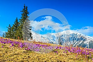 Spring landscape and beautiful crocus flowers,Fagaras mountains,Carpathians,Romania