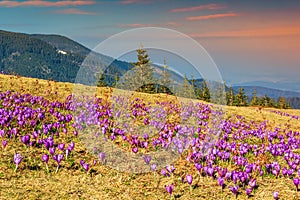 Spring landscape and beautiful crocus flowers in the glade,Romania