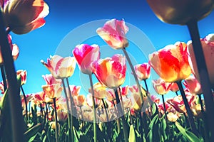 Spring landscape with beautiful yellow and pink tulips. Nature a