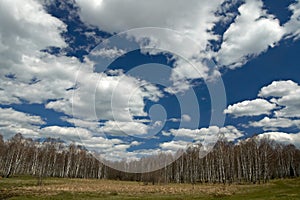 Spring landscape with birch forest, blue sky and clouds.