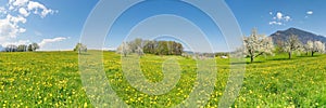 Spring landscape. Blooming apple trees in the meadow with wildflowers