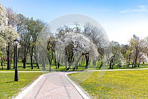 Spring landscape with blooming cherry trees in public park