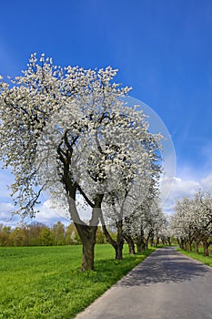 Spring landscape with blooming cherry trees on the roadside and a road in the foreground.