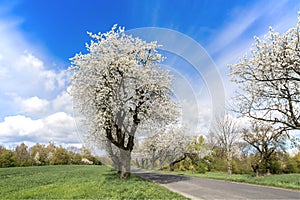 Spring landscape with blooming cherry trees on the roadside and a road in the foreground.