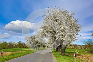 Spring landscape with blooming cherry trees on the roadside and a road in the foreground.