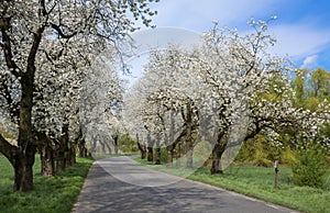 Spring landscape with blooming cherry trees on the roadside and a road in the foreground.