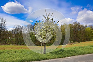 Spring landscape with blooming cherry trees on the roadside and a road in the foreground.