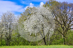 Spring landscape with blooming cherry trees on the roadside and a road in the foreground.