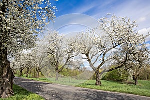 Spring landscape with blooming cherry trees on the roadside and a road in the foreground.