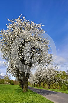 Spring landscape with blooming cherry trees on the roadside and a road in the foreground.