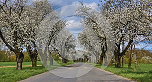 Spring landscape with blooming cherry trees on the roadside and a road in the foreground.