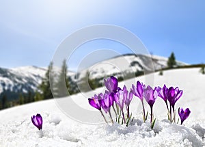 Spring landscape of blooming flowers violet crocuses  Crocus heuffelianus  on glade in mountains covered of snow.
