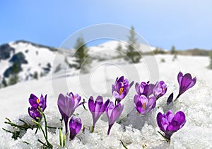 Spring landscape of blooming flowers violet crocuses  Crocus heuffelianus  on glade in mountains covered of snow