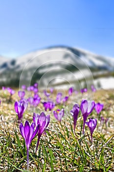 Spring landscape of blooming flowers violet crocuses  Crocus heuffelianus  on glade in mountains covered of snow. Carpathian