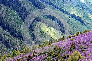 Spring landscape with blooming pink flowers