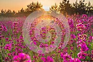 Spring landscape with blooming purple flowers on meadow and sunrise