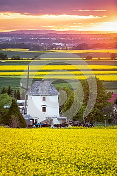 Spring landscape with blooming rapeseed fields, Poland