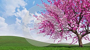 Spring landscape with blooming sakura cherry tree