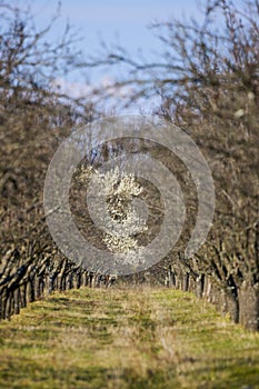 landscape with a blooming tree