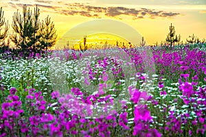 Spring landscape with blooming wild flowers in meadow and sunrise